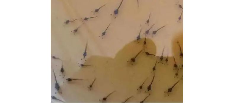 南美白對蝦小棚標粗流程