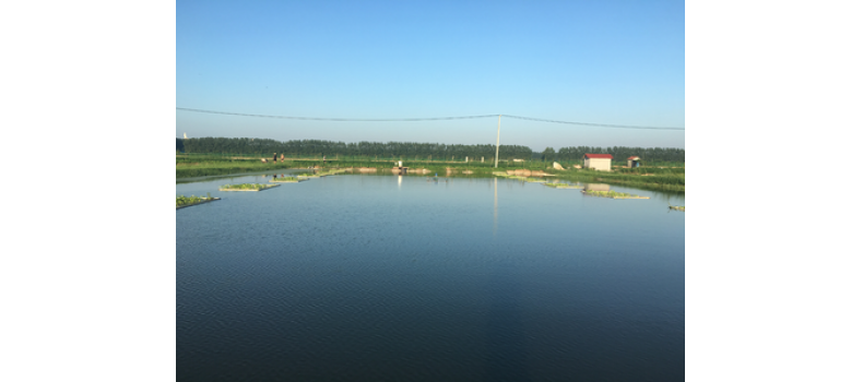 氨氮過高有哪些危害？該如何處理？